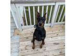 Doberman Pinscher Puppy for sale in Louisa, VA, USA