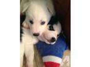 Siberian Husky Puppy for sale in WAXAHACHIE, TX, USA