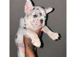 French Bulldog Puppy for sale in Walnut Creek, CA, USA