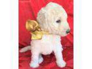 Goldendoodle Puppy for sale in Windermere, FL, USA