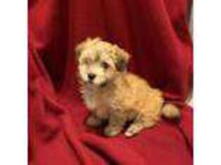 Havanese Puppy for sale in Sisters, OR, USA