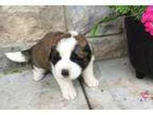 Saint Bernard Puppy for sale in Stevens, PA, USA