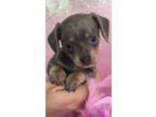Dachshund Puppy for sale in RICHMOND, MO, USA
