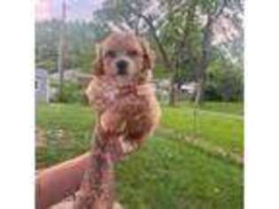 Shih-Poo Puppy for sale in Independence, MO, USA