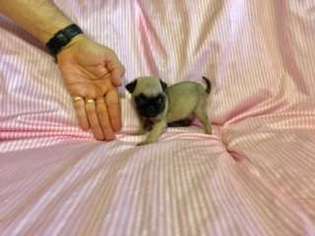 micro mini pugs