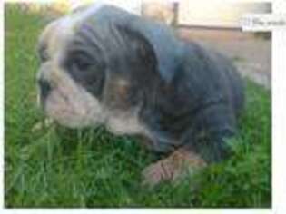 Bulldog Puppy for sale in San Antonio, TX, USA