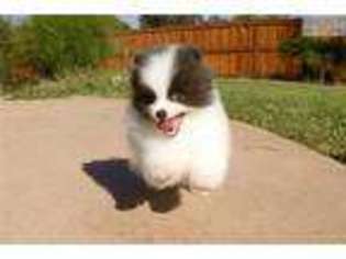 Pomeranian Puppy for sale in San Diego, CA, USA