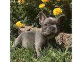 French Bulldog Puppy for sale in Berne, IN, USA