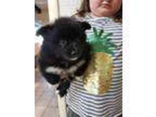Mutt Puppy for sale in Alma, AR, USA