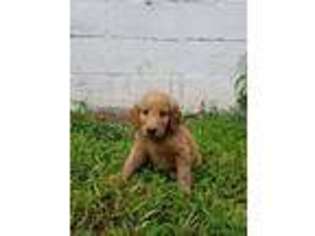 Goldendoodle Puppy for sale in Adamstown, PA, USA