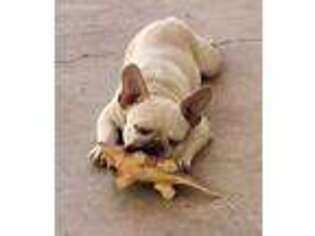 French Bulldog Puppy for sale in Flagstaff, AZ, USA