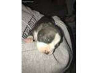 American Staffordshire Terrier Puppy for sale in Kearneysville, WV, USA