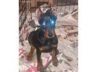 Doberman Pinscher Puppy for sale in Detroit, MI, USA