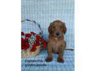 Goldendoodle Puppy for sale in Wellston, OH, USA