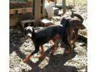 Doberman Pinscher Puppy for sale in Beaver Dams, NY, USA