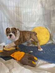 Bulldog Puppy for sale in Camarillo, CA, USA