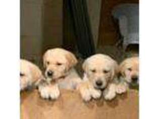 Labrador Retriever Puppy for sale in San Marcos, CA, USA