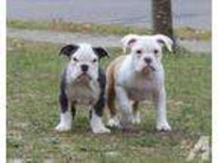 Olde English Bulldogge Puppy for sale in BAYVILLE, NJ, USA