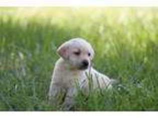 Labrador Retriever Puppy for sale in Edgerton, KS, USA