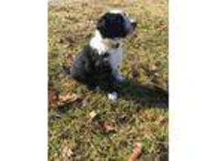 Border Collie Puppy for sale in Yorkshire, OH, USA