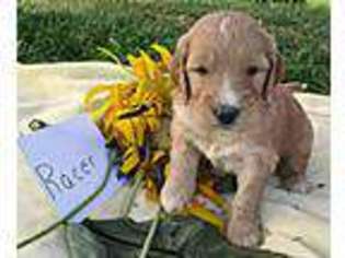 Goldendoodle Puppy for sale in Winfield, PA, USA