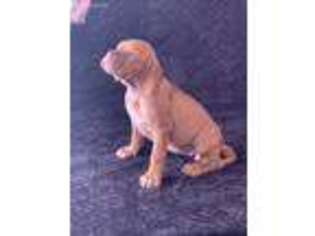 American Bull Dogue De Bordeaux Puppy for sale in Dallas, TX, USA