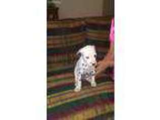 Dalmatian Puppy for sale in Corpus Christi, TX, USA