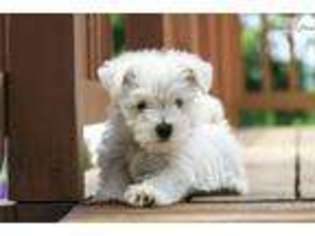 West Highland White Terrier Puppy for sale in Saint Joseph, MO, USA