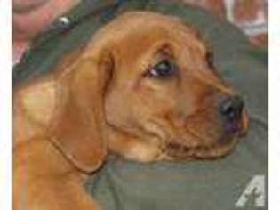 Labrador Retriever Puppy for sale in SWANTON, OH, USA
