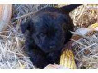 Cairn Terrier Puppy for sale in Saint Louis, MO, USA