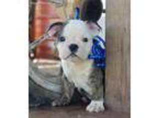 Bulldog Puppy for sale in Stigler, OK, USA