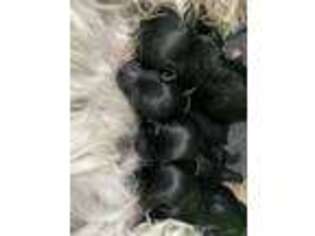 Havanese Puppy for sale in Arcadia, FL, USA