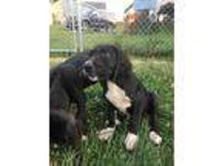 Great Dane Puppy for sale in Georgetown, IN, USA