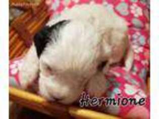 Shih-Poo Puppy for sale in Ocala, FL, USA
