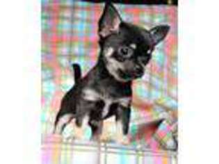 Chihuahua Puppy for sale in Kansas City, MO, USA