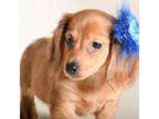 Dachshund Puppy for sale in Bakersfield, MO, USA