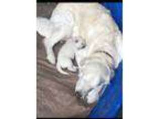 Mutt Puppy for sale in Firestone, CO, USA