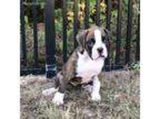 Boxer Puppy for sale in Farmville, VA, USA