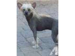 Chinese Crested Puppy for sale in SILVER SPRINGS, NV, USA