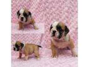 Bulldog Puppy for sale in Warsaw, NY, USA