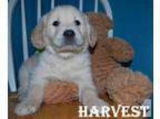 Golden Retriever Puppy for sale in MECHANICSBURG, OH, USA