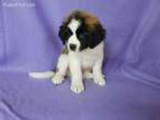 Saint Bernard Puppy for sale in North Collins, NY, USA