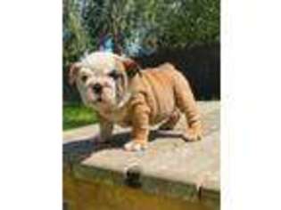 Bulldog Puppy for sale in Weslaco, TX, USA