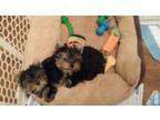 Yorkshire Terrier Puppy for sale in FOREST, VA, USA