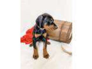 Doberman Pinscher Puppy for sale in Spring Lake, MI, USA