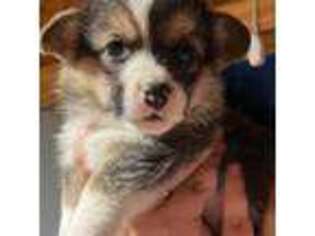 Pembroke Welsh Corgi Puppy for sale in Woodbury, TN, USA