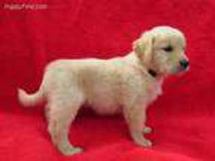 Golden Retriever Puppy for sale in Walhonding, OH, USA