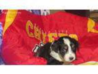 Australian Shepherd Puppy for sale in Reeds Spring, MO, USA