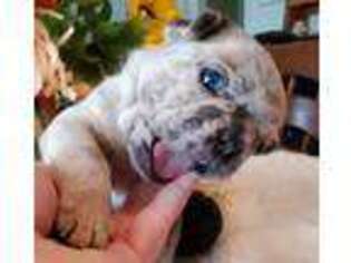 French Bulldog Puppy for sale in Boston, KY, USA