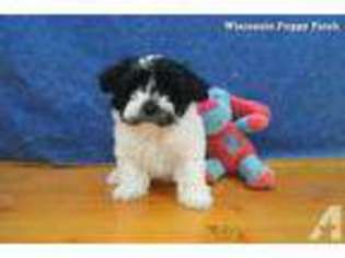 Havanese Puppy for sale in CHILTON, WI, USA